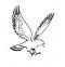 Falcon_11 Falcon_11